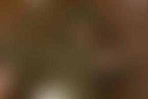 Фотография квеста Партизаны от компании Партизаны (Фото 1)